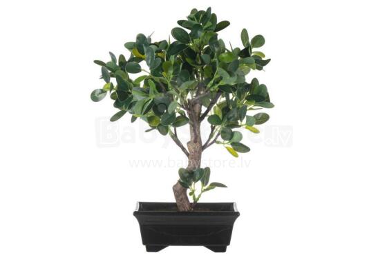 4Bonsai ficus gbagbe