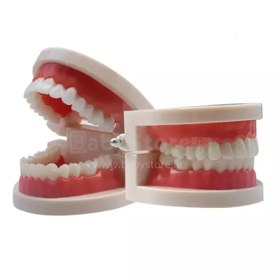 Doctor Set Smile Dentist Teeth Art.260086 Комплект для юного/смелого  зубного врача Челюсти-Улыбка супергероя