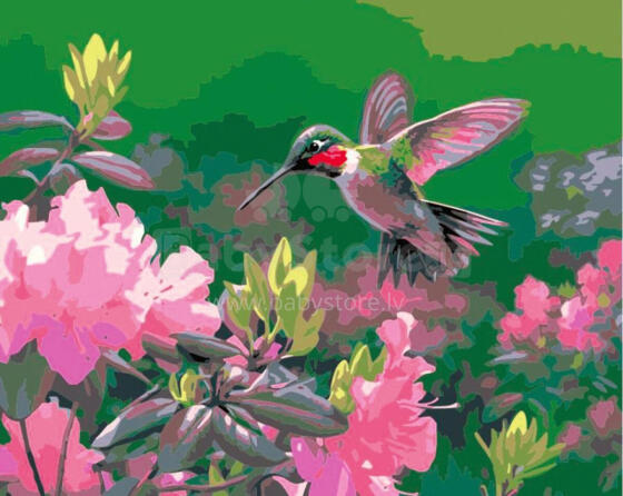 Numbrite järgi maalimine - 50630 - KOLIBRI - suurus 40x50 cm