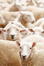La bebe™ Merinos New Zeland  Art.213978 Merino wool blanket 65x90cm