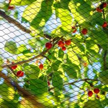 Anti-bird net Springos AB0001 5x50 m