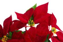 4Poinsettia gbagbe le jute ze dzĩ 26 cm ɖeɖefia