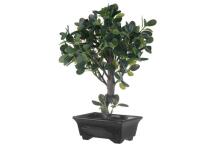 4Bonsai ficus gbagbe