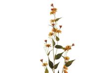 4Agbe Hieracium ɖeka ƒomevi