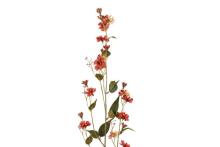 4Agbe Hieracium ɖeka ƒomevi