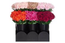 4Living Dahlia 58 cm assortment display