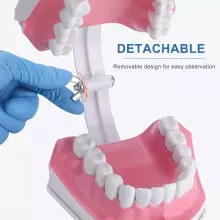 Doctor Set Smile Dentist Teeth Art.260085 Noore/vapra hambaarsti komplekt - superkangelase naeratus