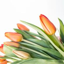 La Petit Fluer Art. LPT-TR51 Fresh Red tulips 51 psc