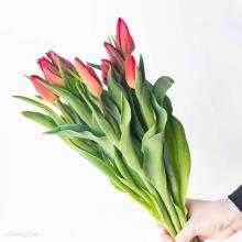 Fresh La Petit Fluer Art. LPT-TR51 Букет свежих красных тюльпанов – 51 шт. с Мишкой 100см