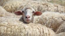 La Bebe™ Lambswool Natural Eco Socks Art.42694